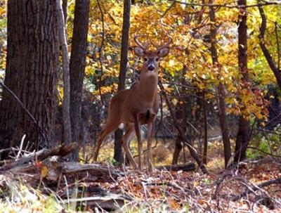 Deer Harvest up in Maryland