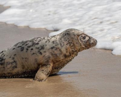 'Eloise' the Seal Released at Assateague State Park Following Recovery