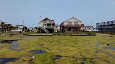 Clean Up Needed with Heavy Algae Growth in Fenwick Island Canals