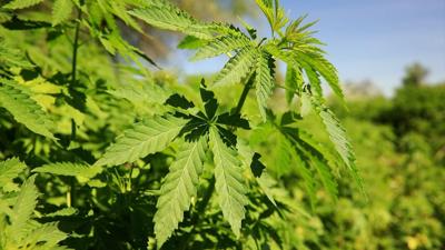 Marijuana leaves