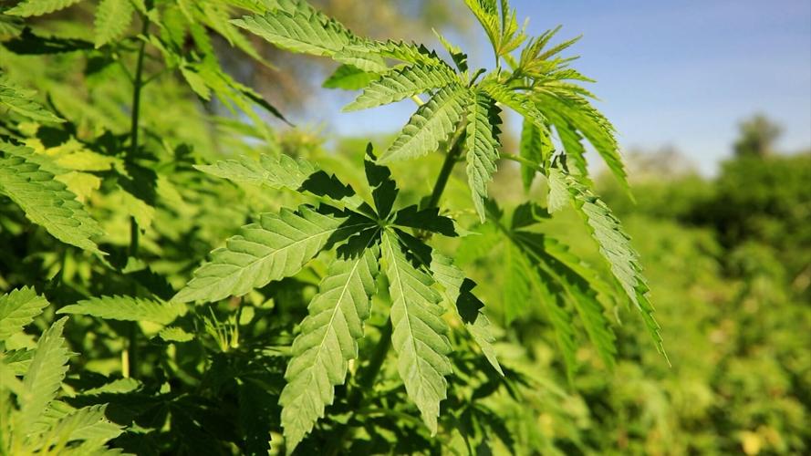 Marijuana leaves