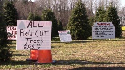 Christmas tree shortage causes rise in prices