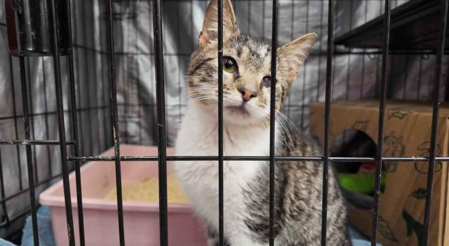 Organizers say events like this help more than just the staff but the animals as well.