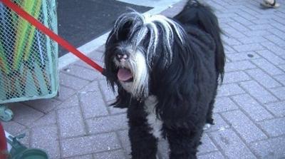 Progress Made on Unleash Dog Park