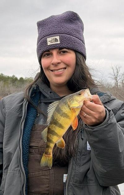 YELLOW PERCH