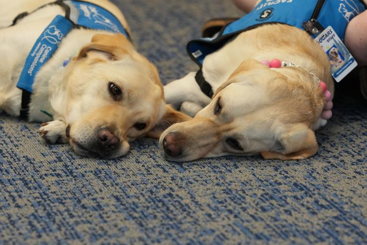 Trauma Dogs School Shooting