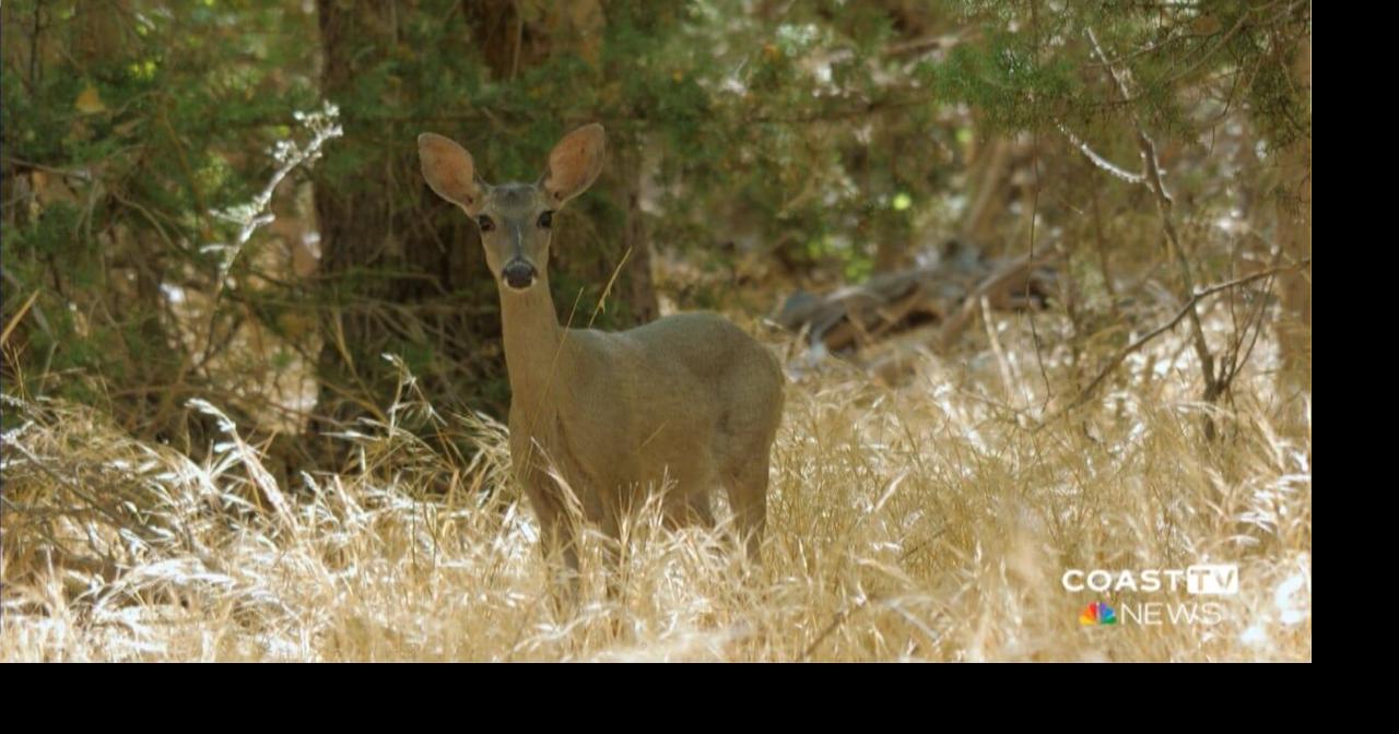 Delaware confirms first Chronic Wasting Disease case in Sussex County ...