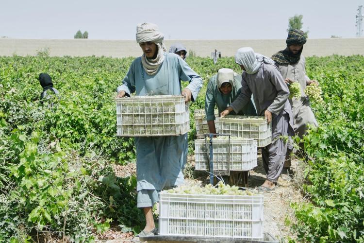 Afghanistan Grapes to Raisins