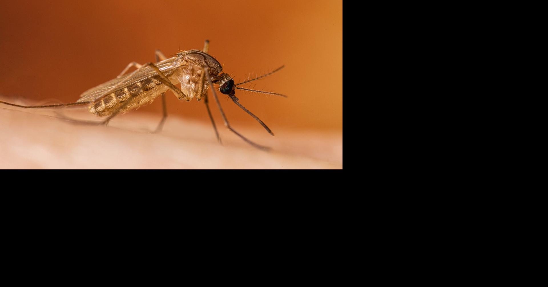 West Nile virus detected in Delaware chickens, no human cases reported