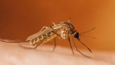 A close up of a mosquito.
