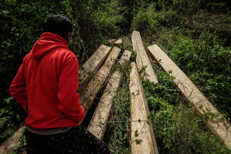 Indonesia Deforestation Biomass
