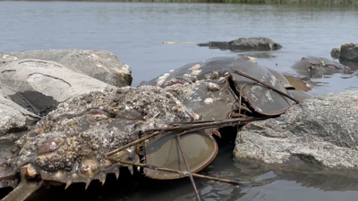 Horseshoe Crabs Breeding