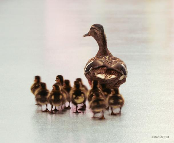 Smyrna Ducks