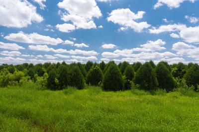 Tree farm