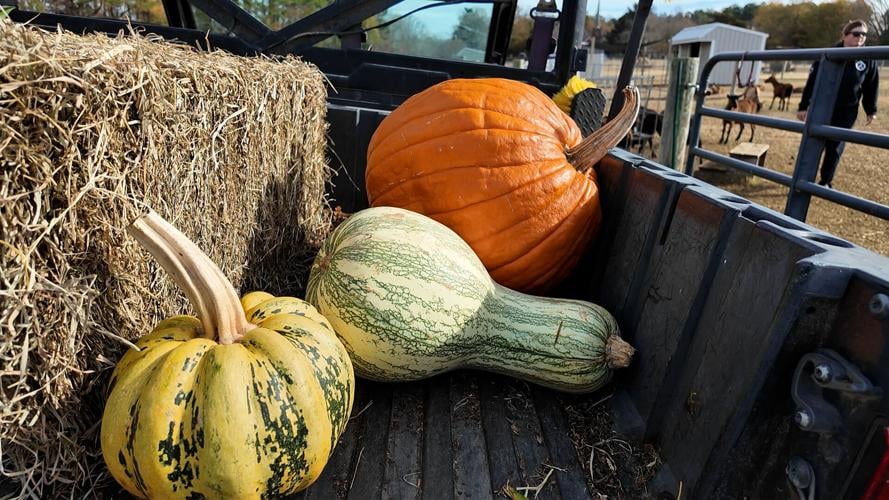Three whole pumpkins used to feed goats at Goat Joy in Harbeson