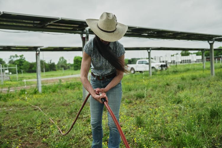Climate Solar Farm Cattle