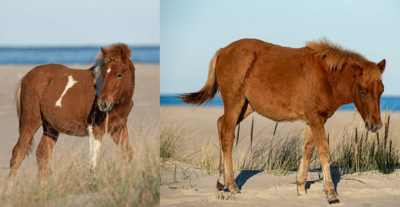 Assateague Island foals need names