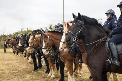 Law enforcement horses