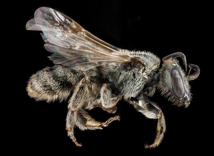 Lasioglossum marinum