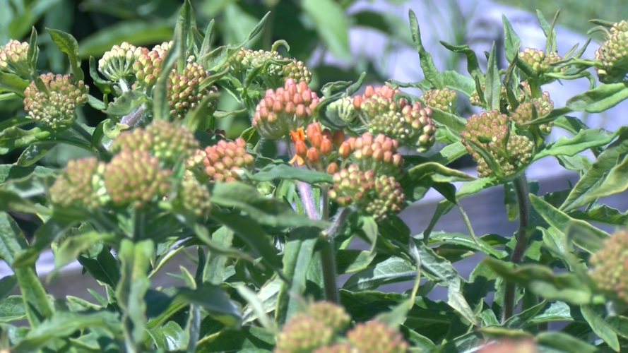 Butterfly Milkweed