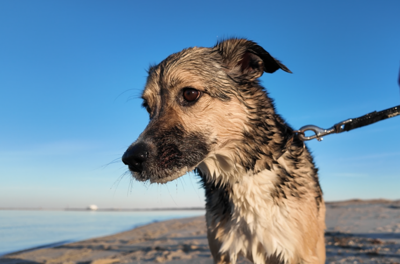 Lewes considers summer ban on dogs at guarded beaches