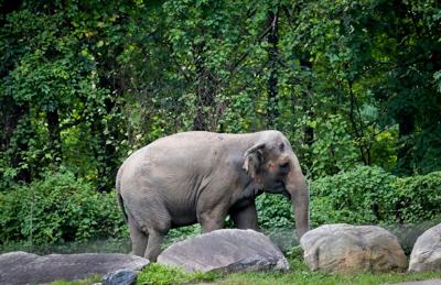 Bronx Zoo Elephant