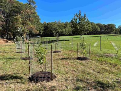 Maryland Tree Planting