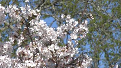 Warmer temperatures are leading to more severe allergies.