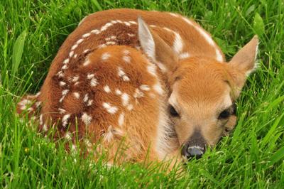 White tailed deer