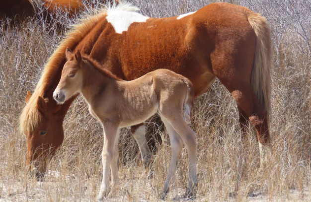 assateague horses.png