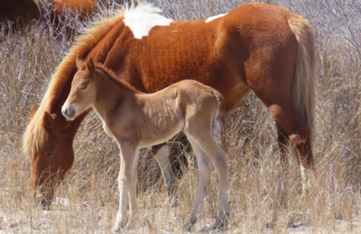 assateague horses.png