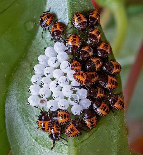 Prime Hook photo contest beetles hatching