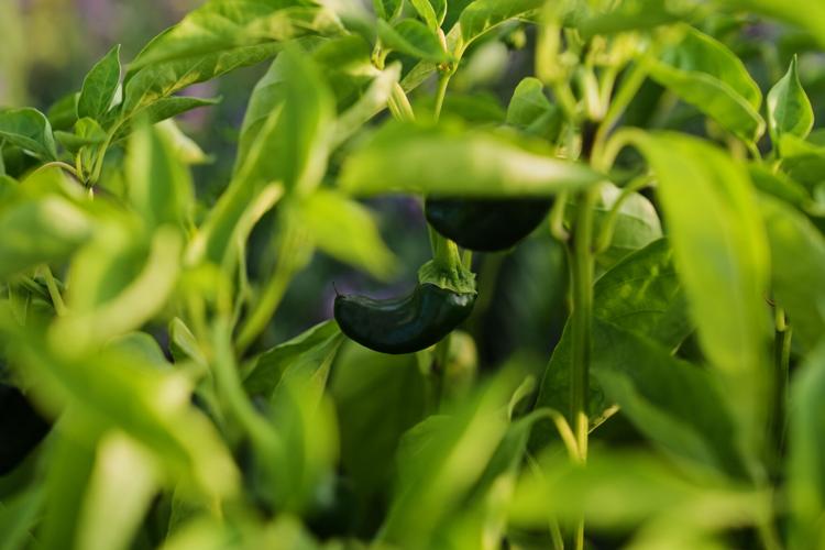 Climate Heat Specialty Crop Farms