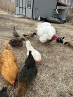 People on the coast, and their animals, brace for the snow