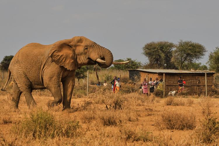Kenya Dead Elephants