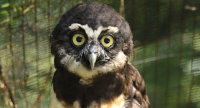Bosque the Spectacled Owl