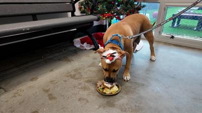 For the second year, the Kenny Family Foundation donated supplies and food from ShopRite, which were prepared and served by BVSPCA staff and volunteers across the shelter’s adoption locations.