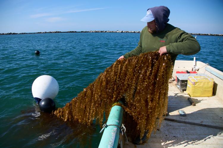 Climate Kelp Biofuels