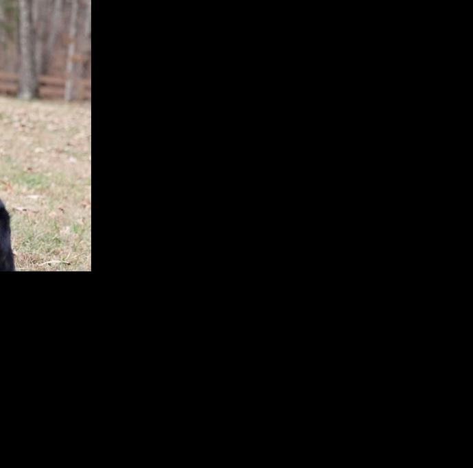 Dorchester County K9 Ender