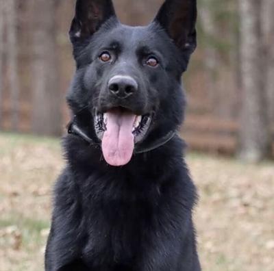 Dorchester County K9 Ender