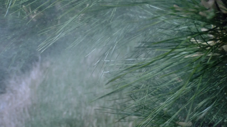 Pine Pollen