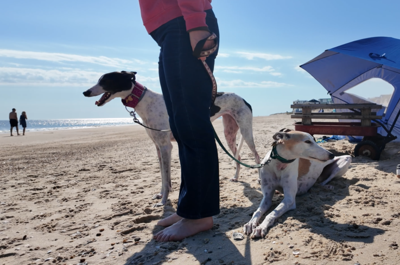 2 dogs named Dublin and Evie relaxing on the beach in Dewey. 