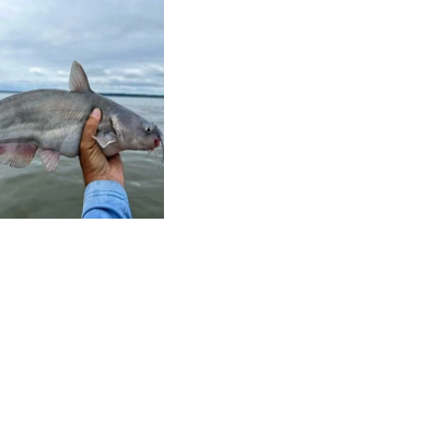 Maryland offers charter captains up to $1,500 for blue catfish trips