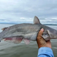 Maryland offers charter captains up to $1,500 for blue catfish trips