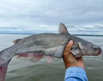 BLUE CATFISH