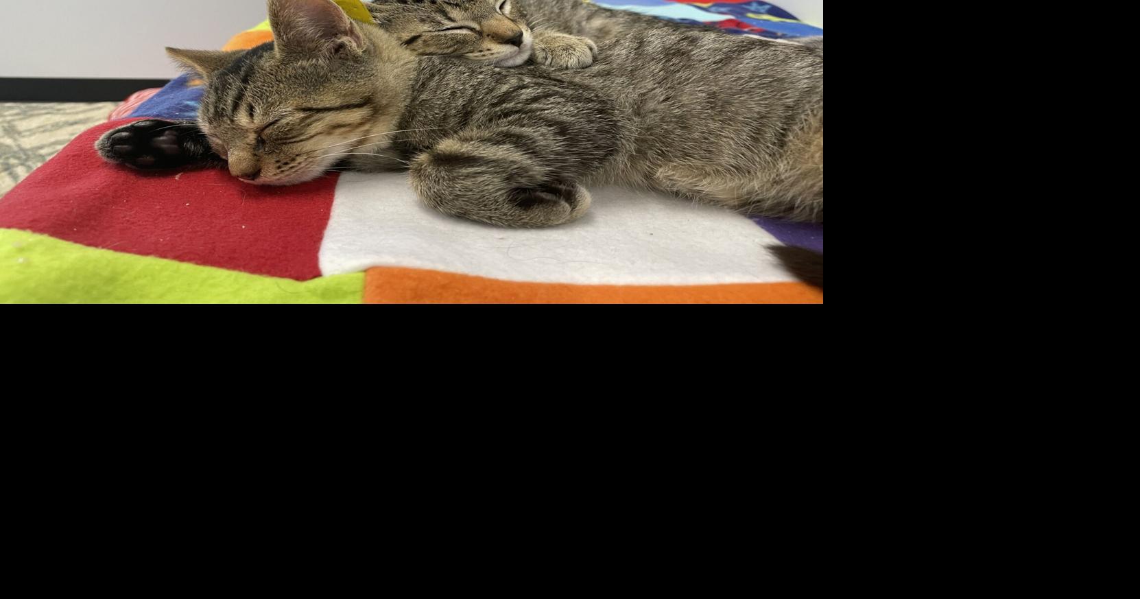 Brandywine Valley SPCA in holds Clear the Shelters event