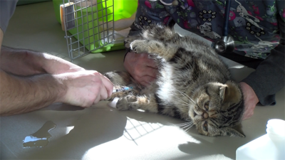 Dozens of Families Get Rabies Vaccines For Their Pets