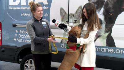 Pet of the Week 12/24/21: Atlas of DHA Rehoboth Beach