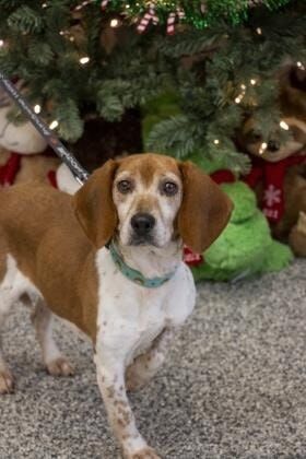 Pet of the Week 12/03/21: Stuffing of BVSPCA