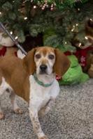 Pet of the Week 12/03/21: Stuffing of BVSPCA